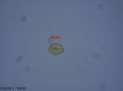 ISEM 1/Gratiola_officinalis_27571/Gratiola_officinalis_27571_0001(copy)_thumb.jpg